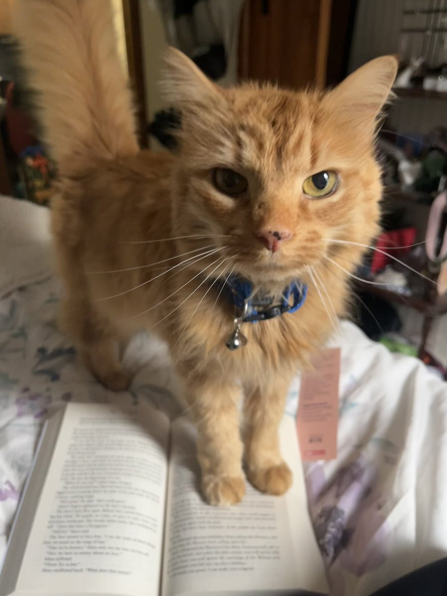 liz ❤️‍🔥 tweet media