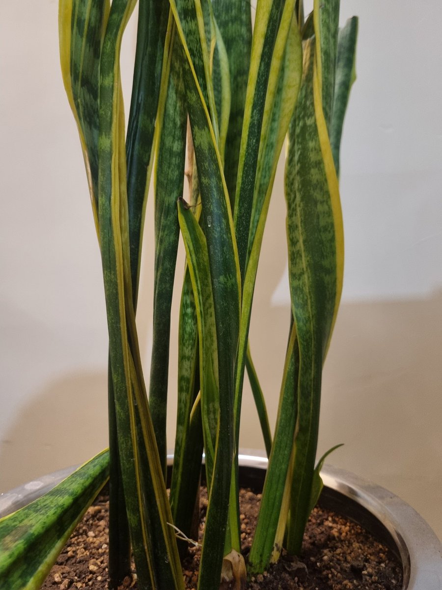 خانمِ فسقلی🍭 tweet media