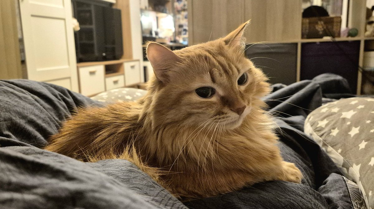 Ирландский герой О'Леннис tweet media