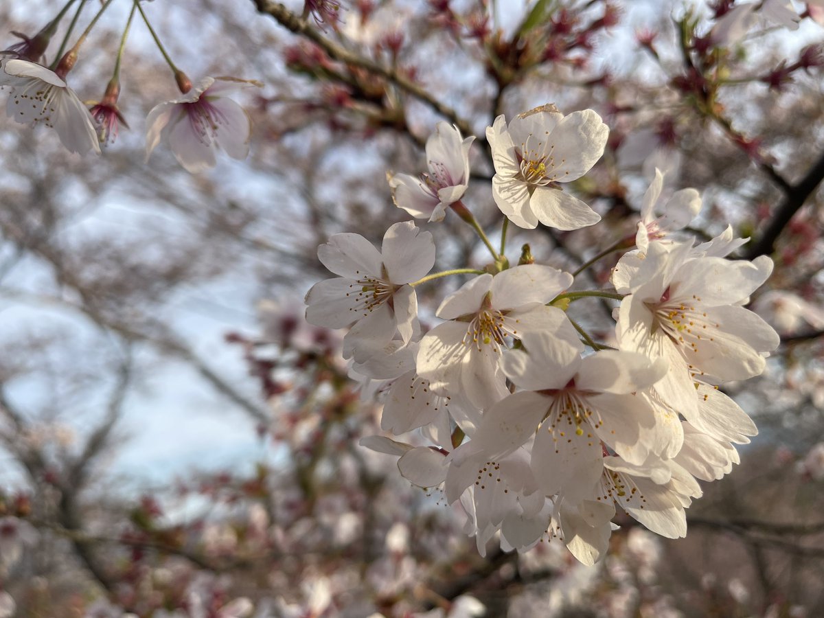 powerful_seino's tweet photo. 紅屋峠千本桜　ソメイヨシノ

土日の風で桜の花びらが少なくなってきました🌸

寂しさもありますが🌸散り際も綺麗です🌸

#伊達市　#紅屋峠　#空ネット https://t.co/gGRd60VhtQ