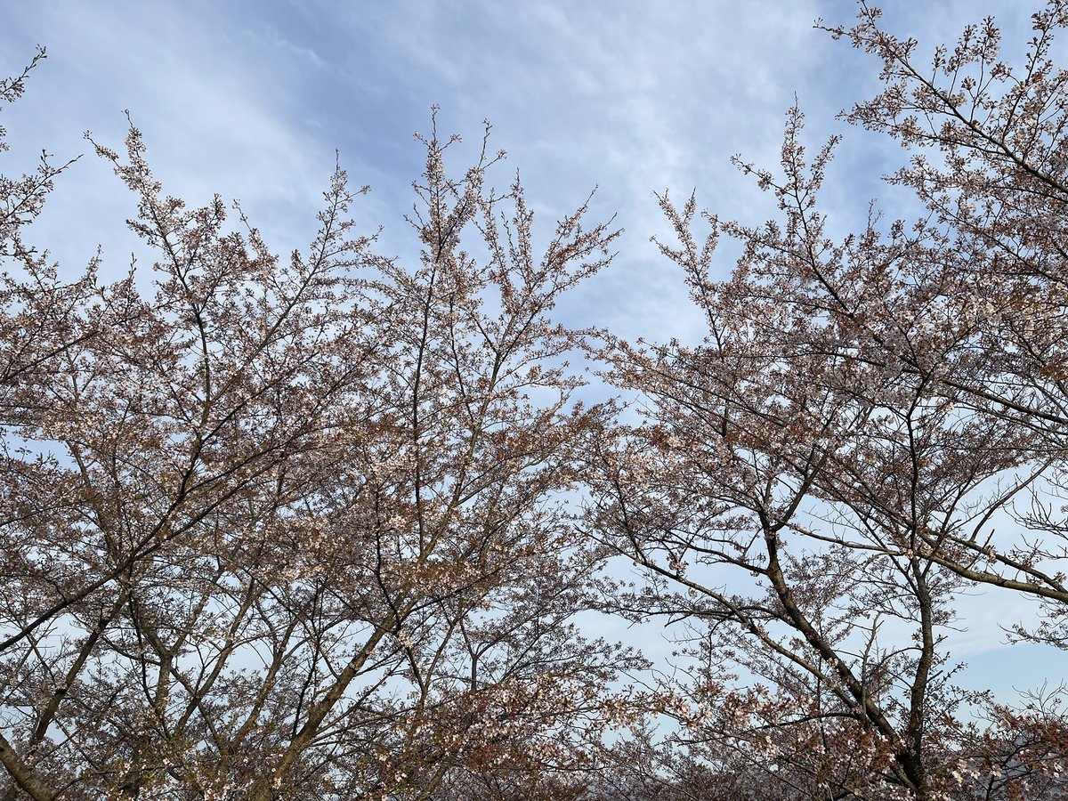 powerful_seino's tweet photo. 紅屋峠千本桜　ソメイヨシノ

土日の風で桜の花びらが少なくなってきました🌸

寂しさもありますが🌸散り際も綺麗です🌸

#伊達市　#紅屋峠　#空ネット https://t.co/gGRd60VhtQ