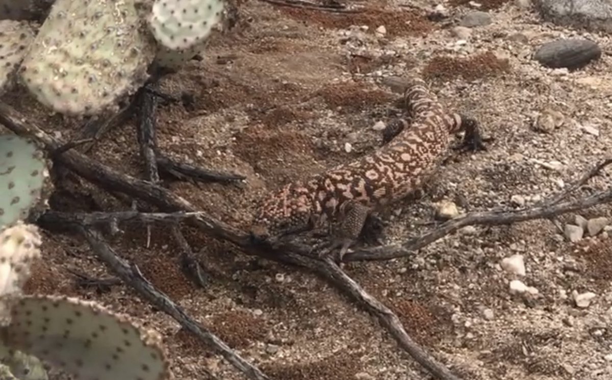 Henry Brean tweet media