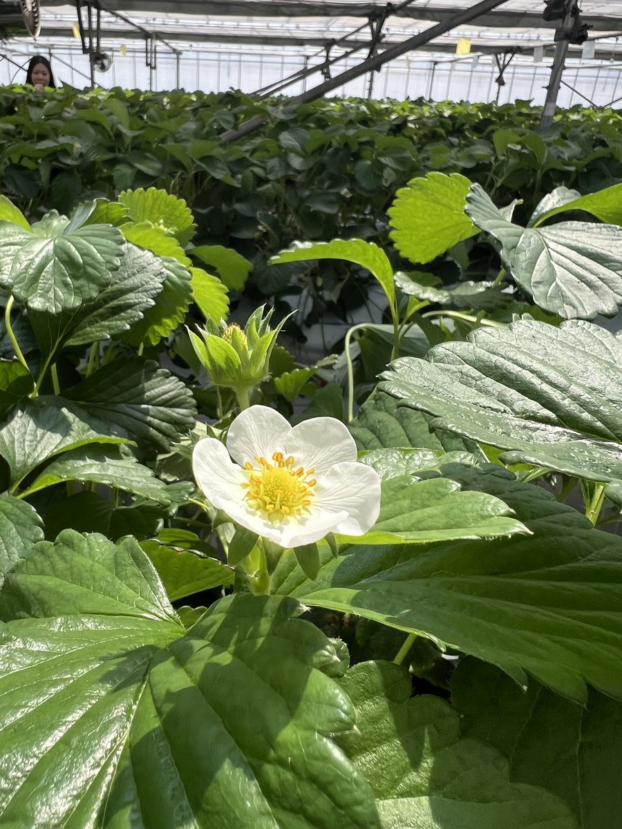 ねこ店長の公式 🐈‍⬛🐈+🐹🐹=❤️ tweet media