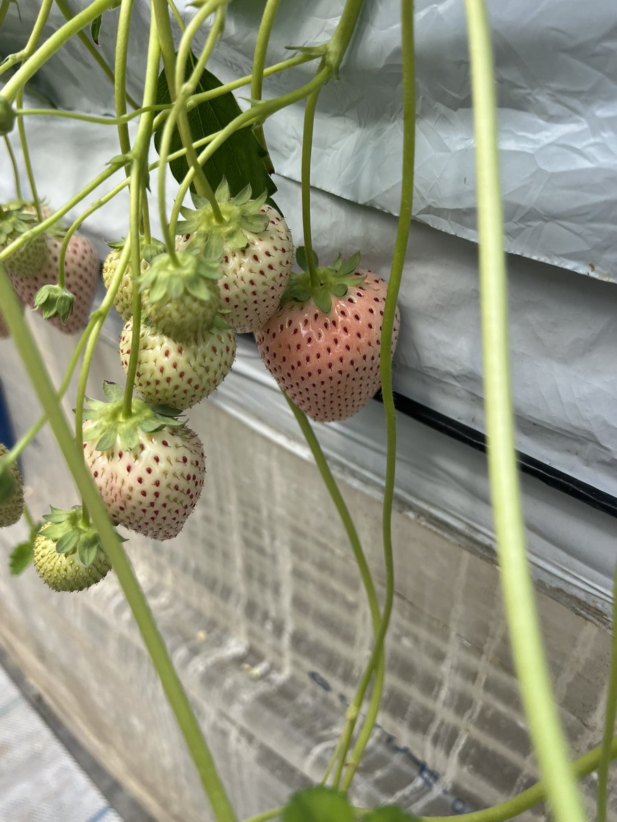 ねこ店長の公式 🐈‍⬛🐈+🐹🐹=❤️ tweet media