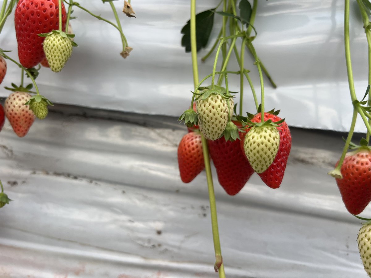 ねこ店長の公式 🐈‍⬛🐈+🐹🐹=❤️ tweet media