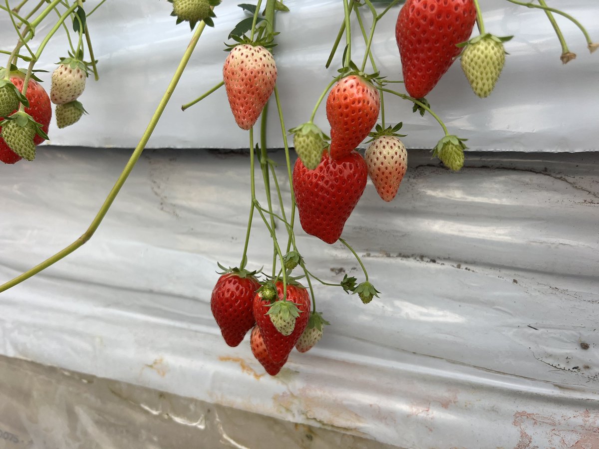 ねこ店長の公式 🐈‍⬛🐈+🐹🐹=❤️ tweet media