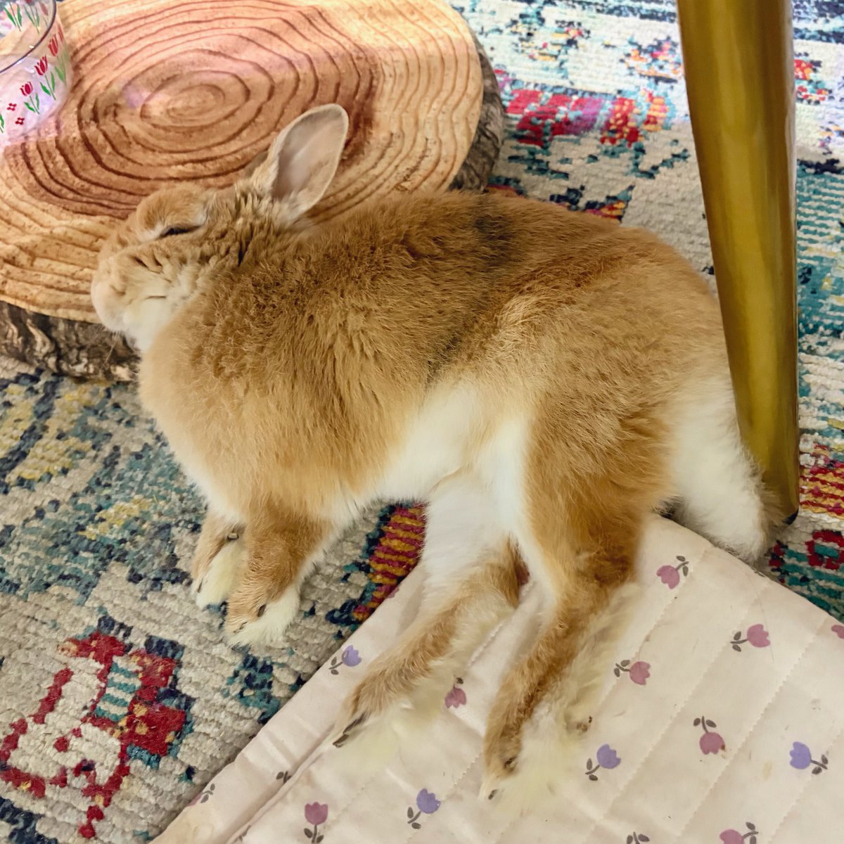 おはバニやで〜🐰☀️
ボニャールってやつに似てるワシ🐈