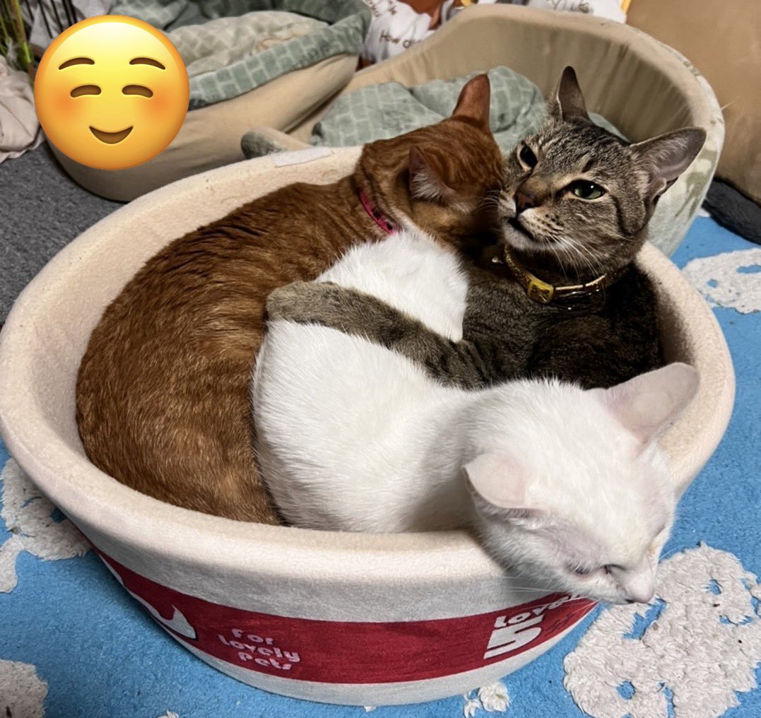 かずまくん🐱🐶サブ垢💦奮闘中 tweet media