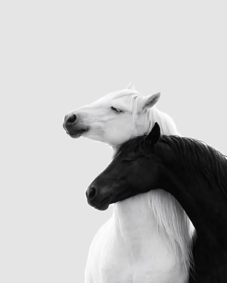 🇸🇦 tweet media