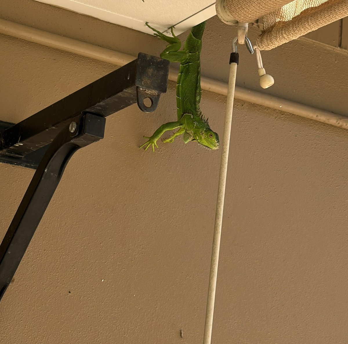 Vosco, Count of Morón tweet media