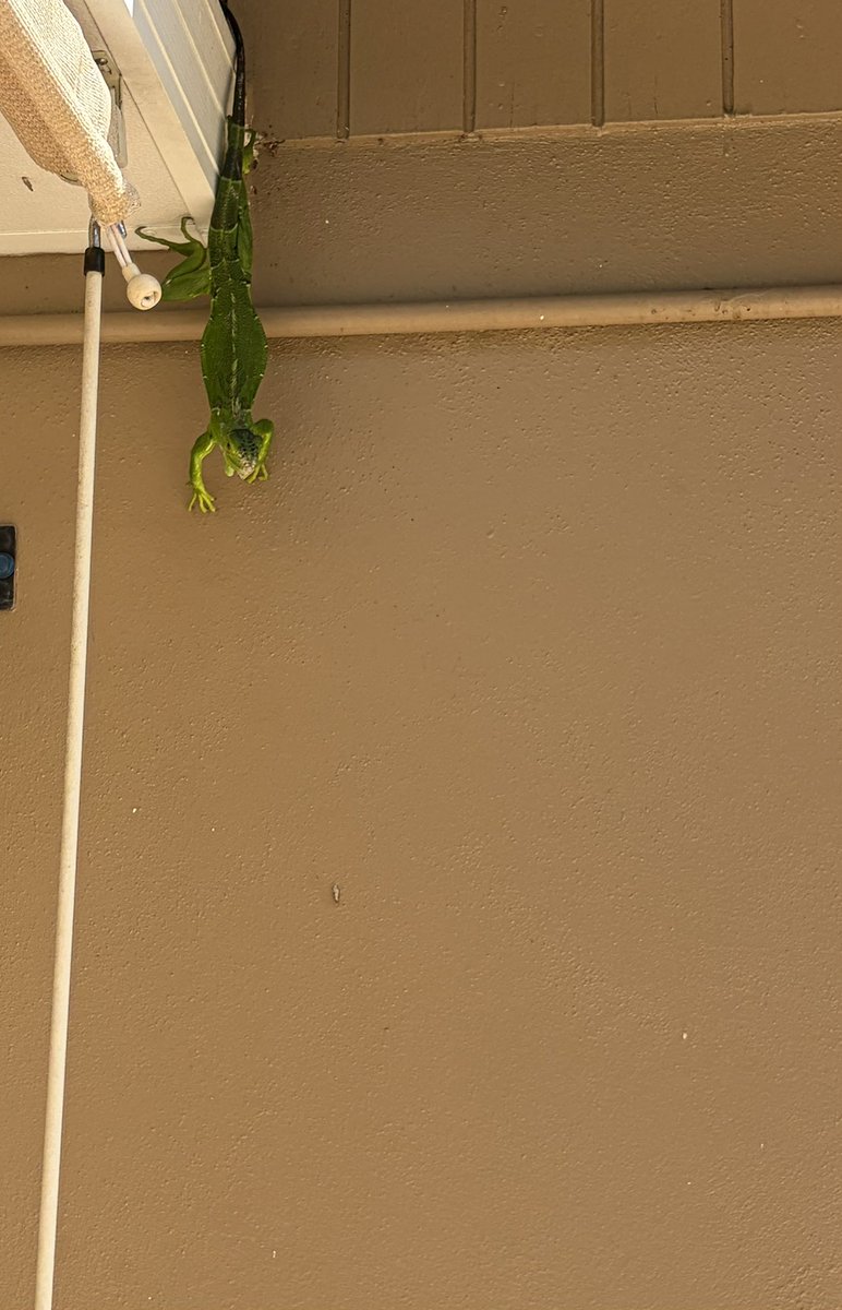 Vosco, Count of Morón tweet media