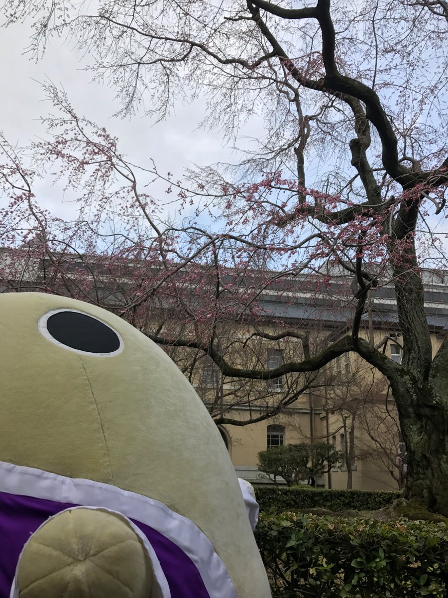こんばんはです〜
花の命は短しと申しますが、桜は特に
また来年もよろしくお願いしますですよ〜桜ちゃん
それではみなさまおやすみなさいまし〜