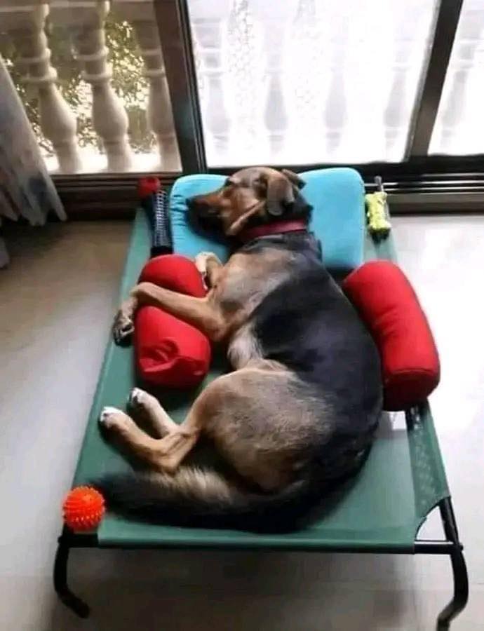 𝕏 Dogs tweet media