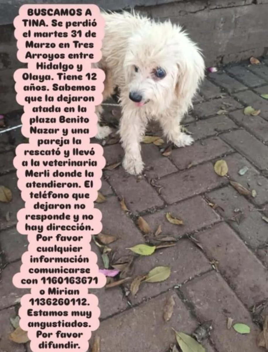 solo animales tweet media