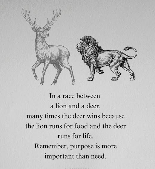 FatimaNoor548's tweet image. When your purpose is stronger than your fear, nothing can stop you 🦌🦁  
#Purpose #Motivation #StayFocused