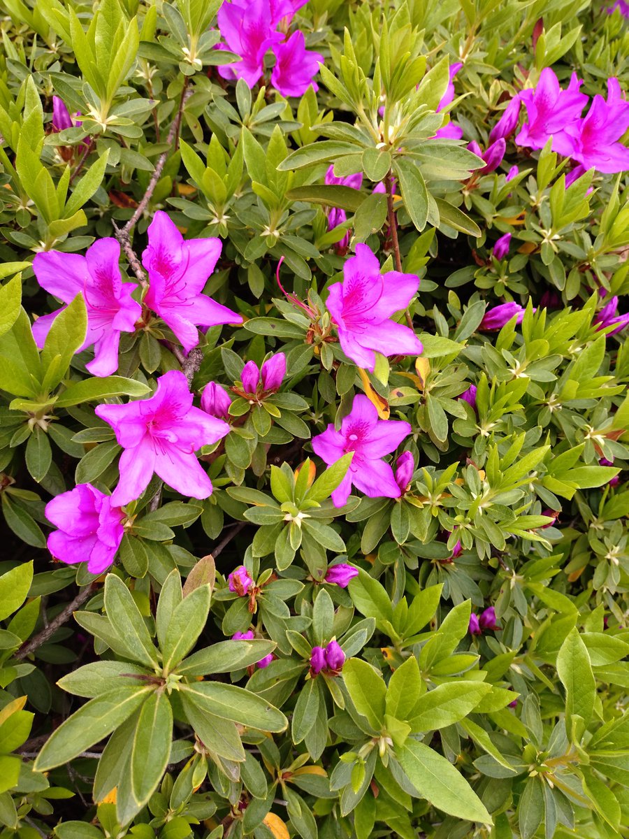 mじぇいく🇯🇵 tweet media