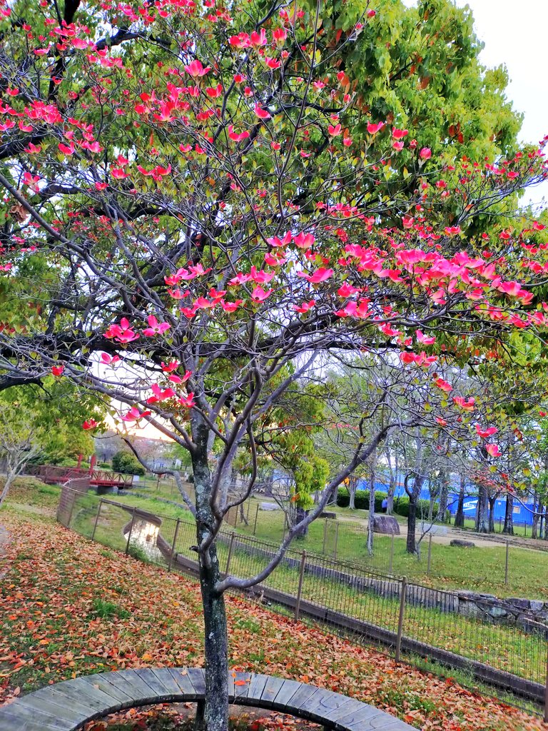 mじぇいく🇯🇵 tweet media