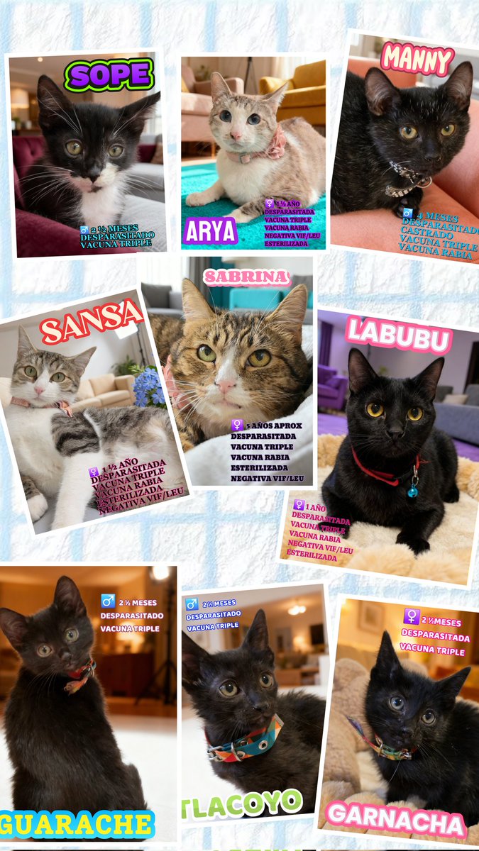 🐾🐾Gatitos a salvo🐾🐾 tweet media