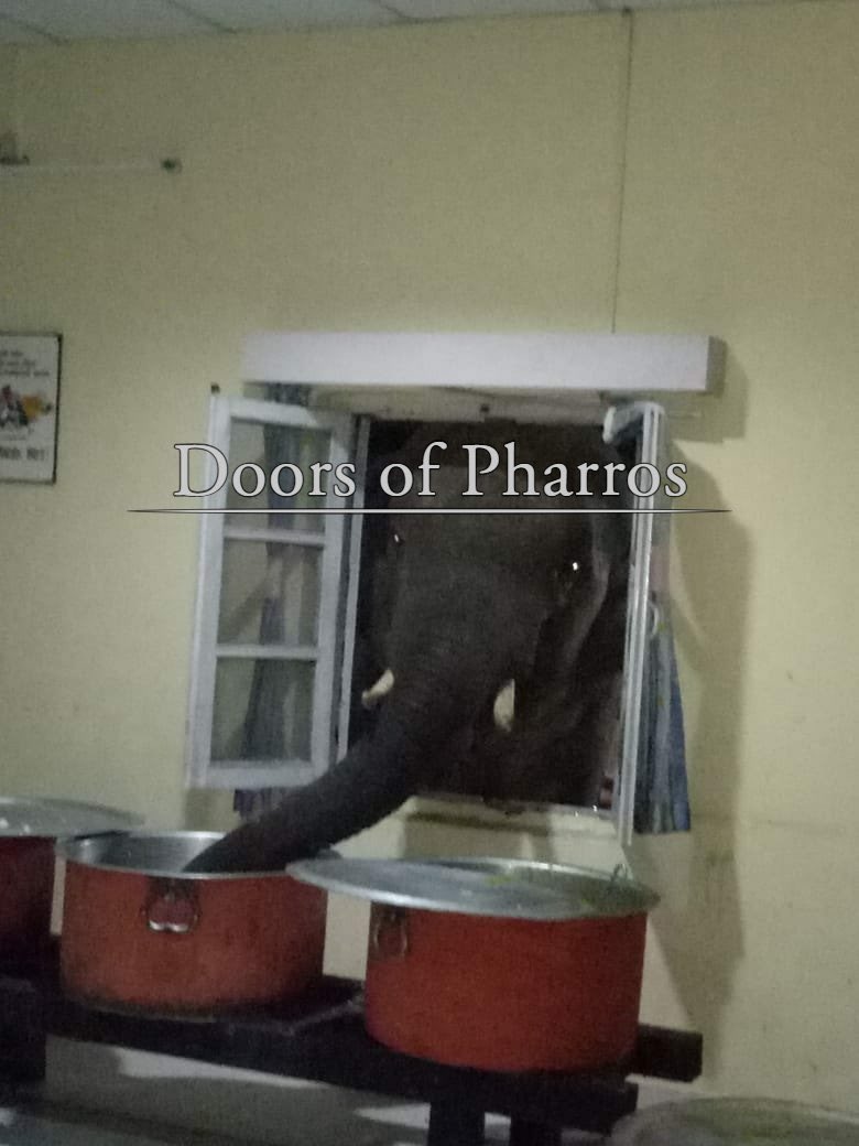 chosen undead tweet media