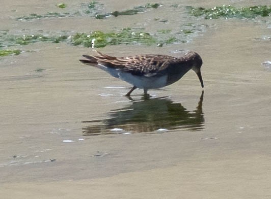 rbabox_la's tweet image. A Pectoral Sandpiper has been confirmed at Los Angeles River ebird.org/checklist/S320… Photo: Christine Jacobs #lacobirds #birding