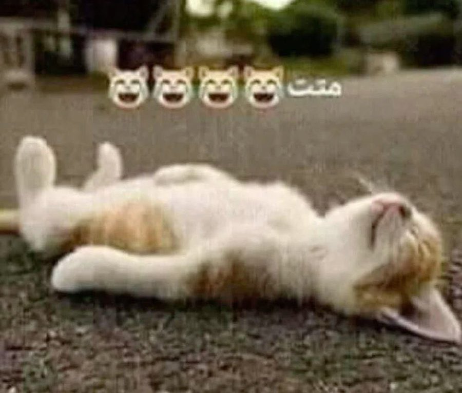 NO LABELS: JUST ME 🇵🇸 tweet media