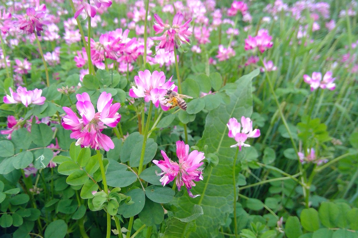 おゆきちゃん@GBD創作先行情報局 tweet media