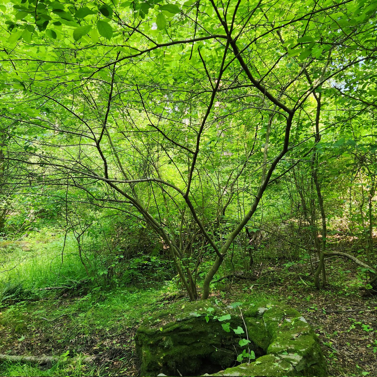 Michael Huseth tweet media