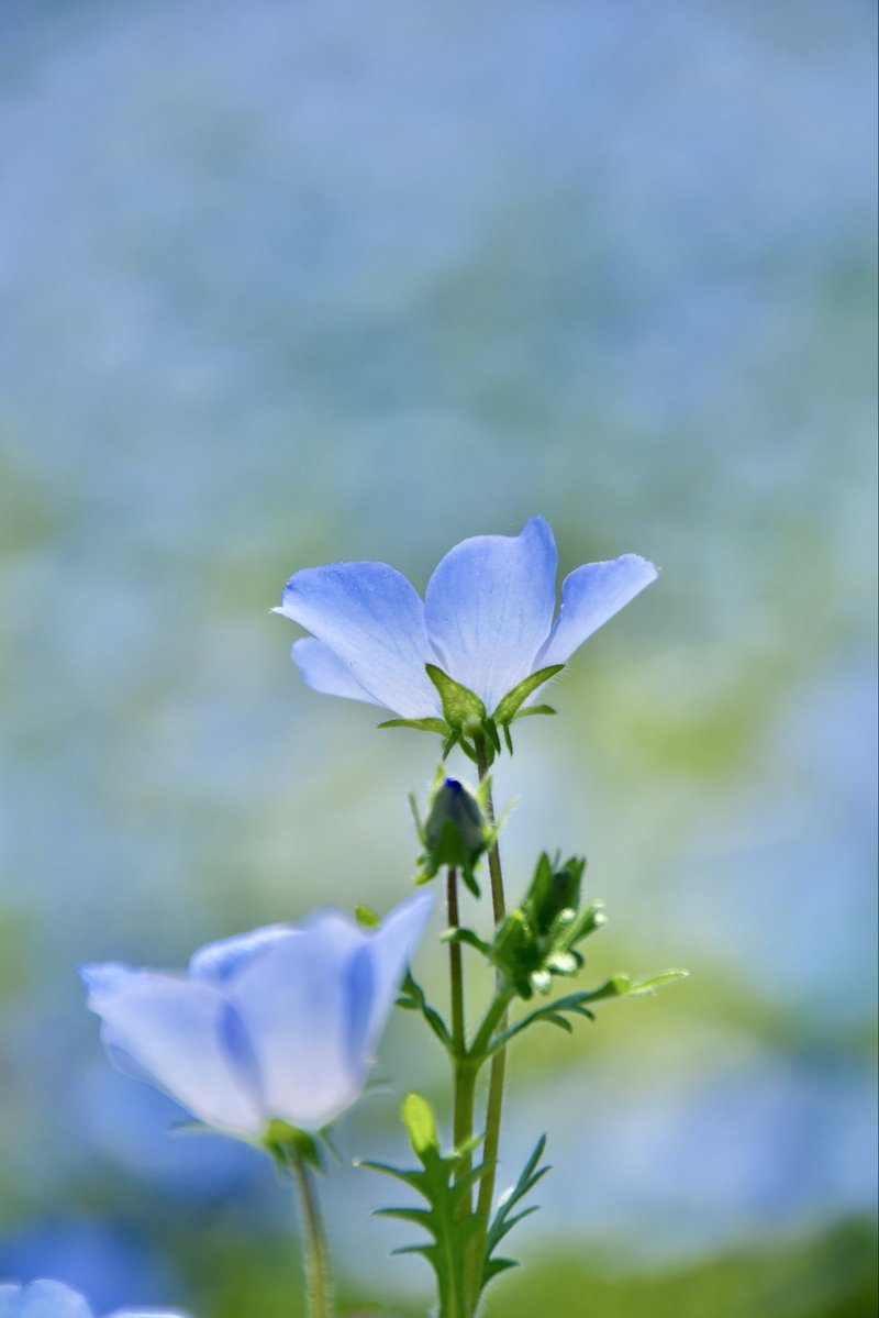 umeboshi3882's tweet image. おはようございます☺️

#TLを花でいっぱいにしよう #なばなの里 #flower