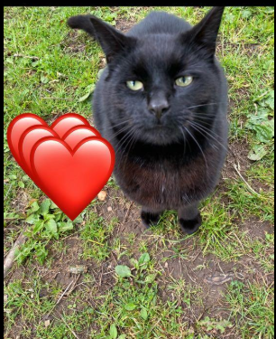 DeniseAnJackson's tweet image. Male black #cat Blacky is still missing from #Madeley #Telford #TF7 .  He's microchipped, please keep an eye open and check sheds, garages etc where he may be sheltering.  Details  on Nextdoor:  nextdoor.co.uk/p/5jQNJdB_dRP8…