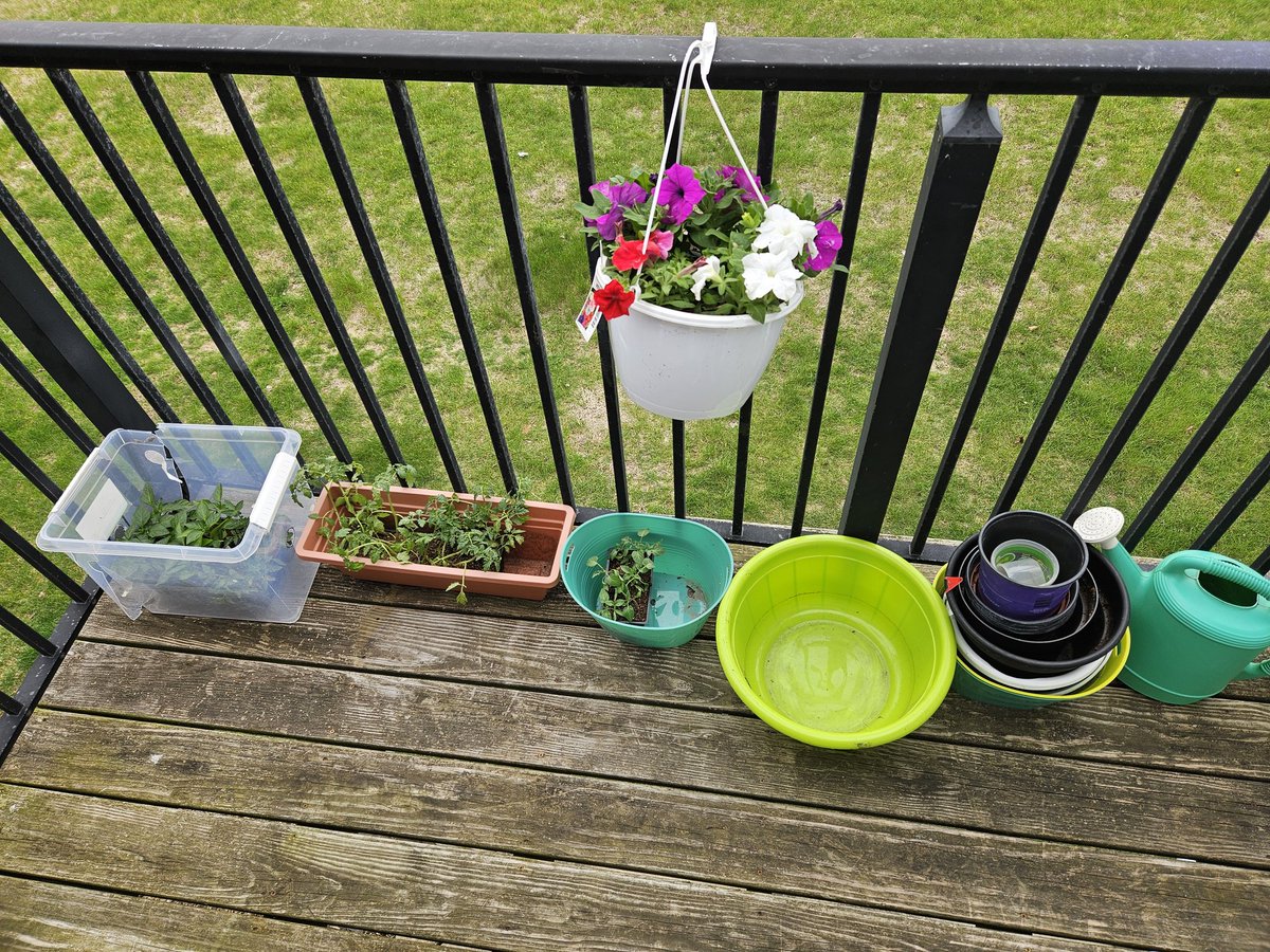 AetherSalora's tweet image. So the planting season is going to start tomorrow. #plant #vegetables #flowers #vtuber #AetherSalora