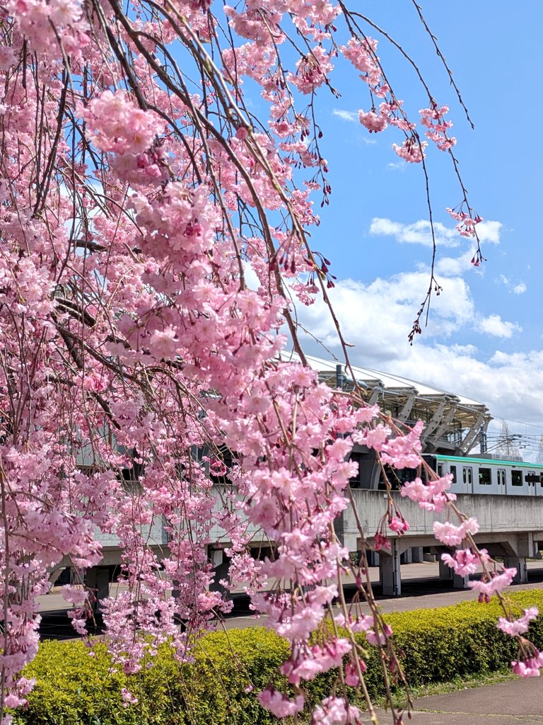 おはようございます

毎年楽しみにしている
枝垂れ桜がいい感じ☺
ユアスタや
地下鉄と一緒にパチリ📱

「でっかい感動を
スタジアムで体感しよう」
はい😃
今週末の試合を楽しみにして
お仕事頑張ります💪

今日も佳い一日を🍀

#TLを花でいっぱいにしよう
#七北田公園