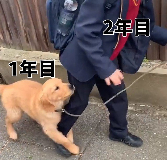 限界Fラン研修医 tweet media