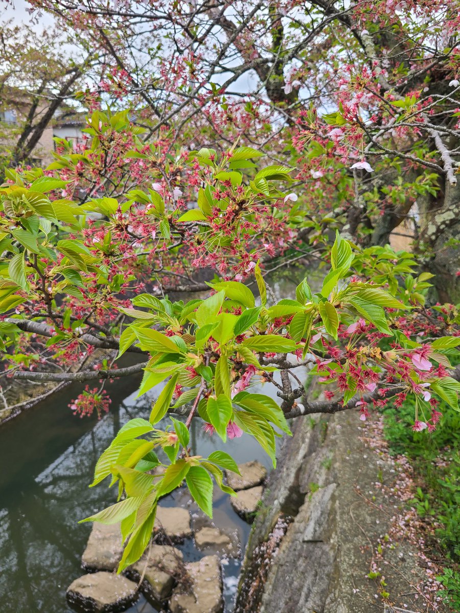 いもわらい tweet media