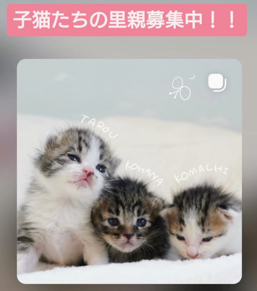 trg1516F's tweet photo. 【子猫たちのその後のご報告🐾】
1週間前、とあるお宅の屋根裏から保護された生後間もない子猫4匹についての続報です！

大分市内で個人で活動されているボランティアさんが、3匹の子猫を預かり、ミルクボランティアを引き受けてくださいました✨(１匹はすぐに亡くなってしまい３匹となりました)

当初はミルクの飲みが悪く、3匹のうち2匹は目やにで目が閉じている状態でしたが、
少しずつミルクも飲めるようになり、目薬のケアでおめめもすっかり綺麗に✨

体重も、200g未満だった子たちが1週間で300gを超えるまでに成長しています🐱

ここまで元気に育ってくれているのは、ボランティアさんの懸命なお世話のおかげです🍀

3匹の名前も決まりました！
キジシロ男の子「(曙)太郎」
キジシロ女の子「小町」
キジトラ女の子「小花」

今後、里親様へ繋ぐのは離乳して生後1〜2ヶ月頃を予定していますが、
それまでの間もご希望があればお問い合わせや面談は可能です

気になる方は、DMまたは下記メールアドレスまでお気軽にお問い合わせください📩

引き続き、子猫たちを温かく見守っていただけると嬉しいです🐾

お問合せ：anisapoclub.05.19@gmail.com

#子猫
#乳飲み子
#保護猫
#キジシロ
#キジトラ
#里親募集中
#里親募集_大分
#アニサポクラブ