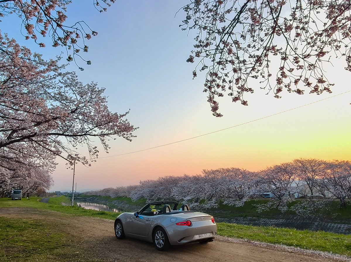 zaku2melonpan's tweet image. 4月中は、備忘メモとして、桜の写真をあげていこうと思う

単にプラチナと桜の色合いが、好きなだけというのもある

#プラチナクォーツメタリック
#心よ走れ
#withMazda