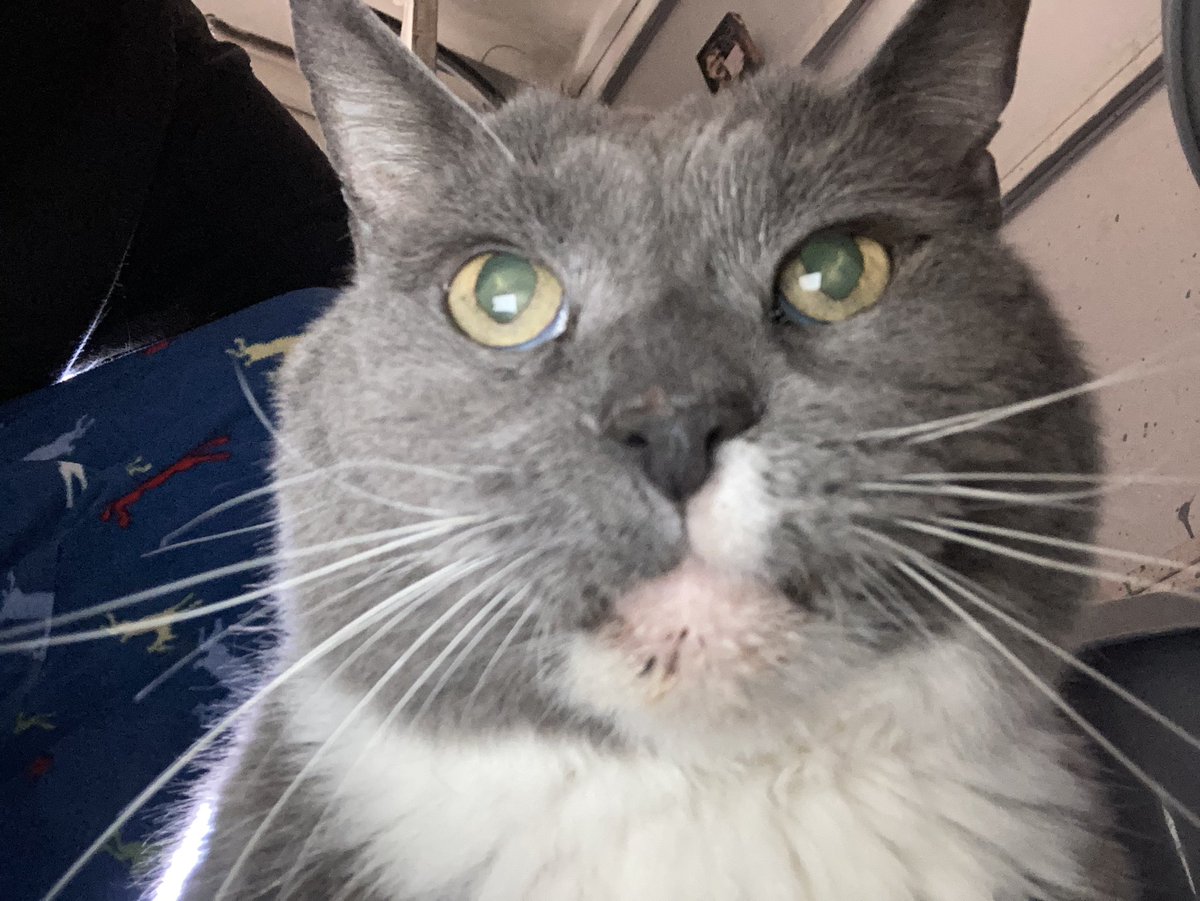 DeeMeow🐾 tweet media