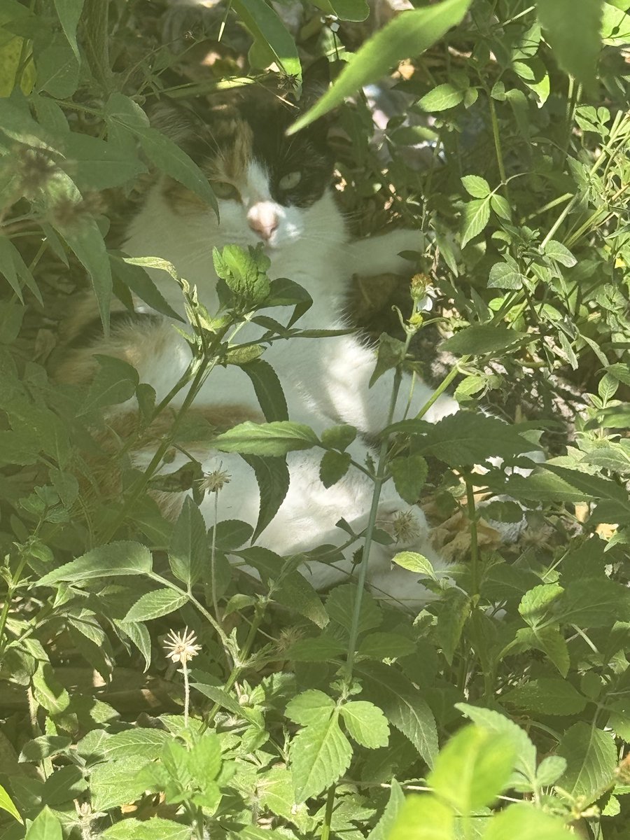 Lotta Svärd tweet media