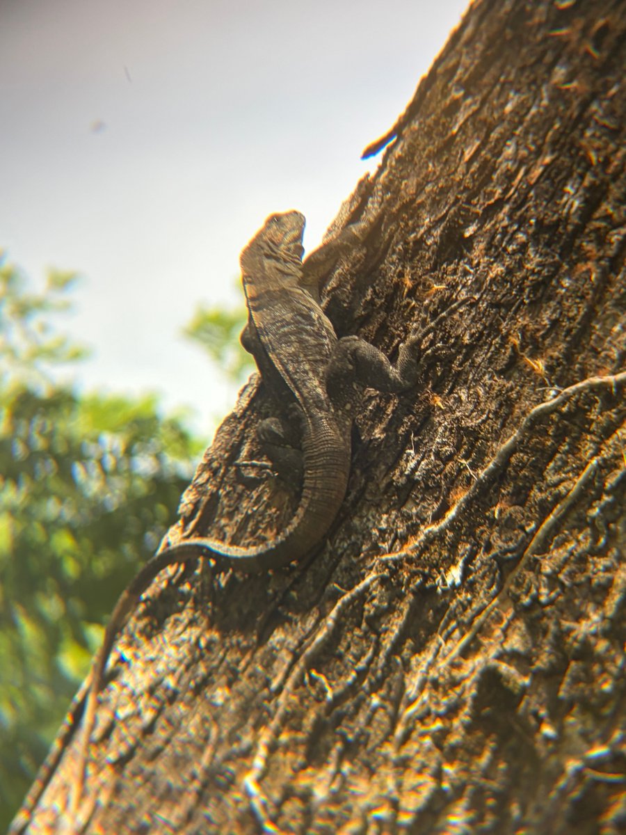 Delicious Tacos tweet media