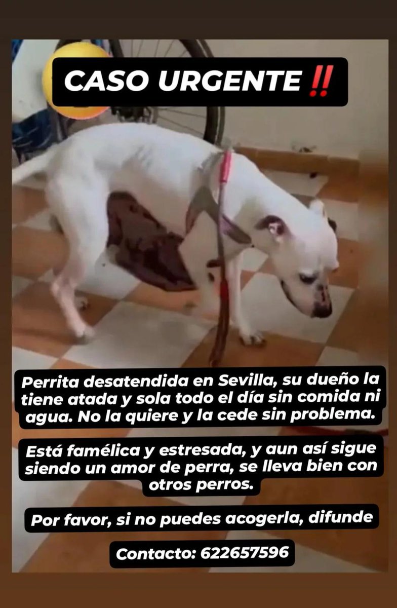 Sin agua ni comida y atada 😢😢😢😢😢😢😢😢😢😢
La cede dice.. 😡
Como se aprovechan de que nadie hace nada ‼️😡