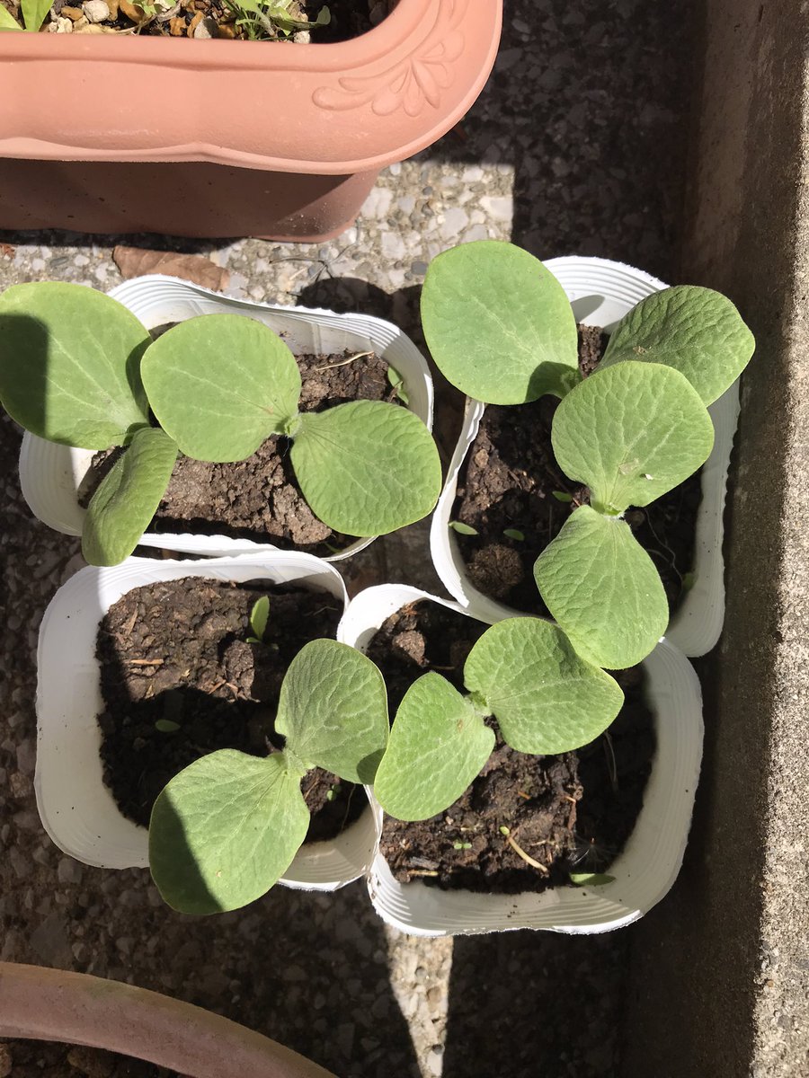 しんこ tweet media