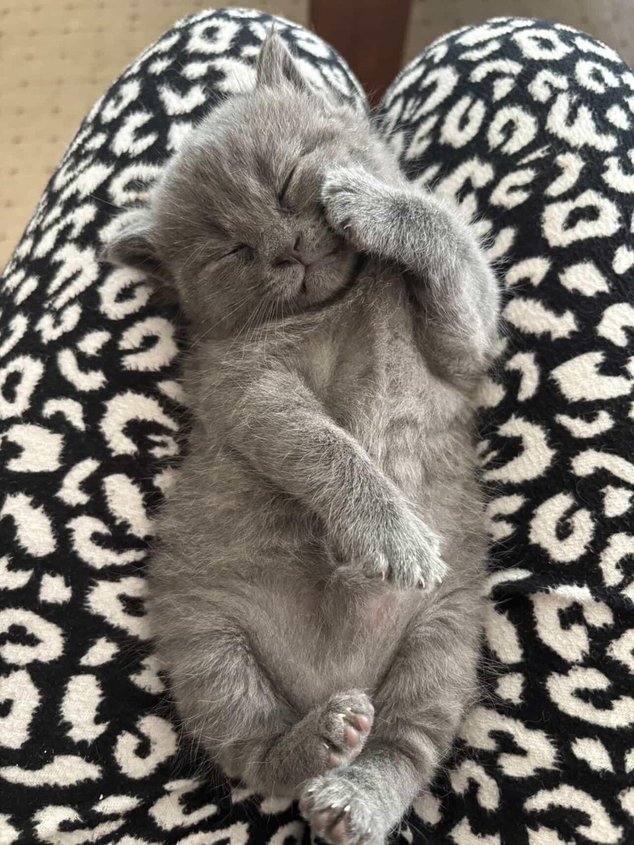 Kedi annesi tweet media