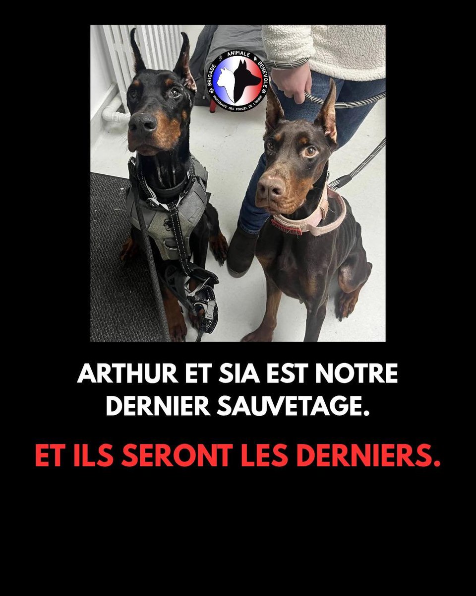 Brigade Animale Bénévole | BAB tweet media