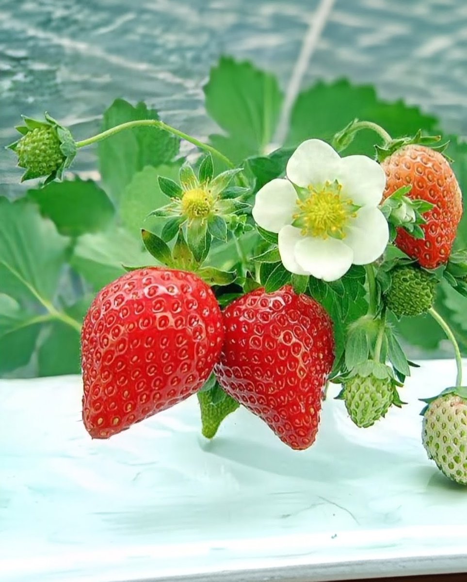 Way of sky tweet media