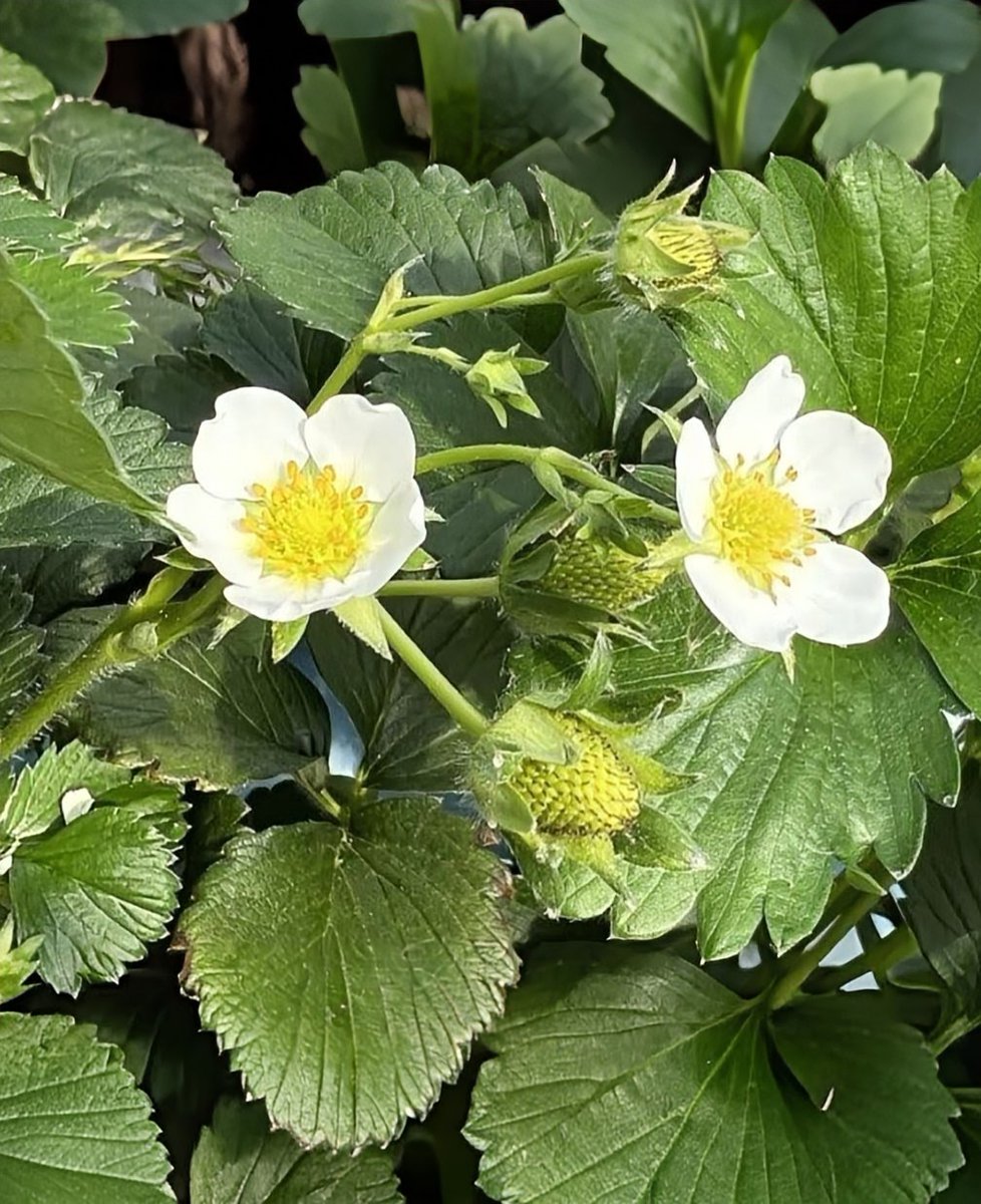 Way of sky tweet media