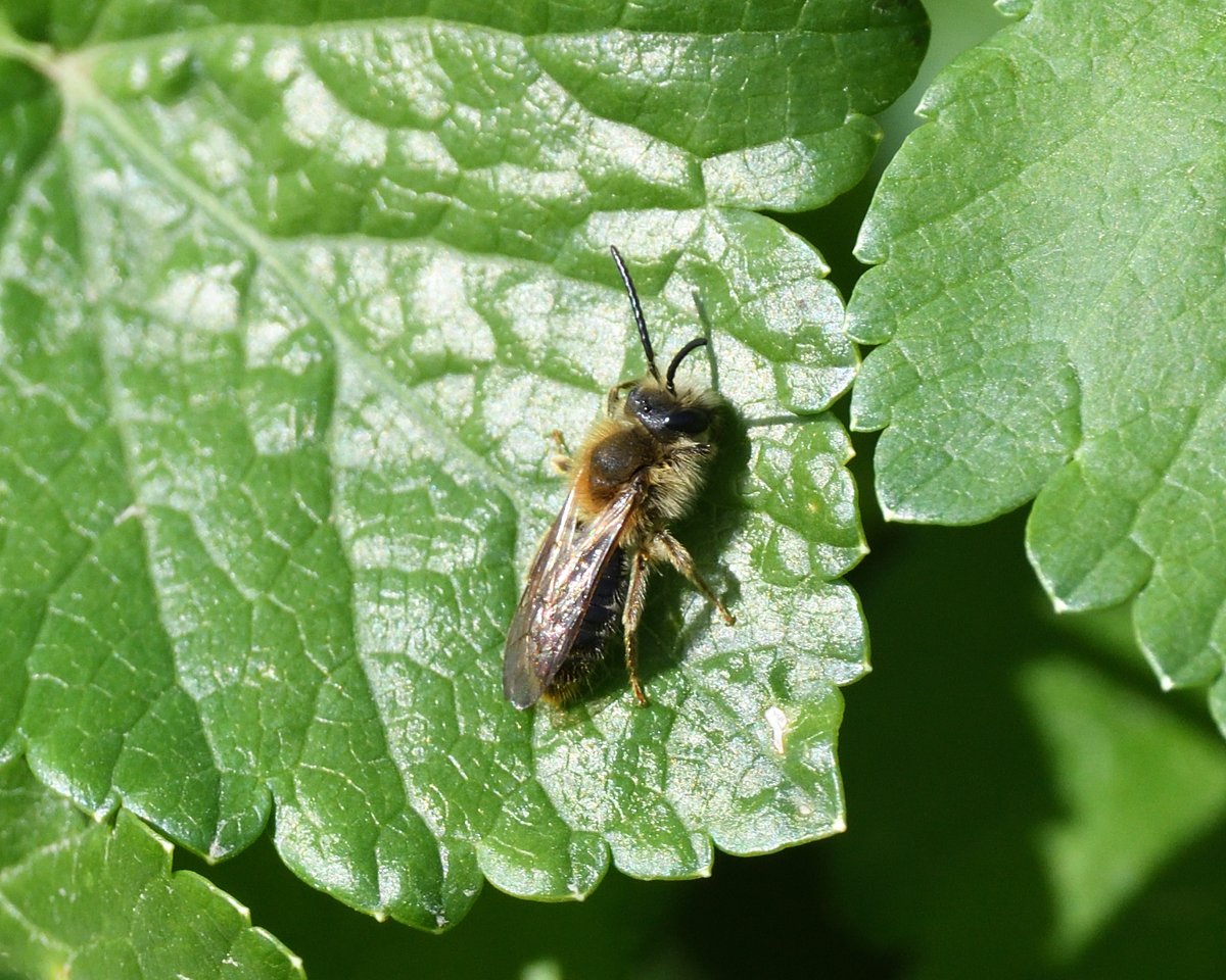 StephMurphy66's tweet photo. A visit to Berry Head with Bill Coulson was most enjoyable on Saturday. Located the skulky Common Whitethroat eventually. Loads of insects on the wing including Orange-tailed Mining Bee, Wall, and plenty of Marsham's Nomad Bee #BerryHead https://t.co/9NL5kob1qa