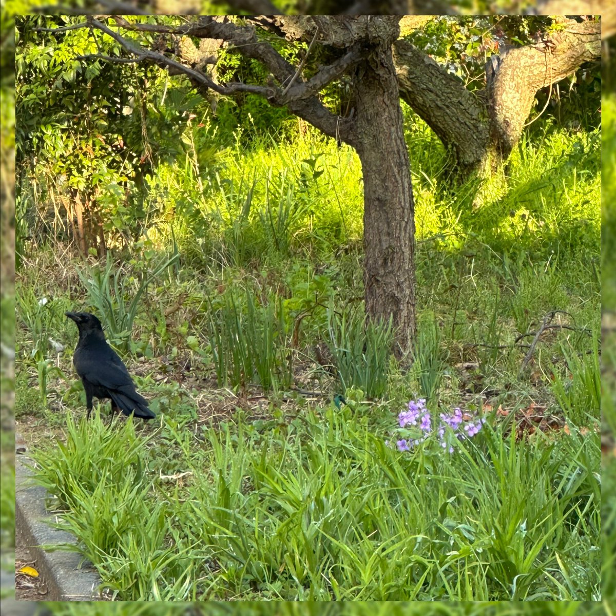 あいri☆亞同盟☆(toshie☆) tweet media