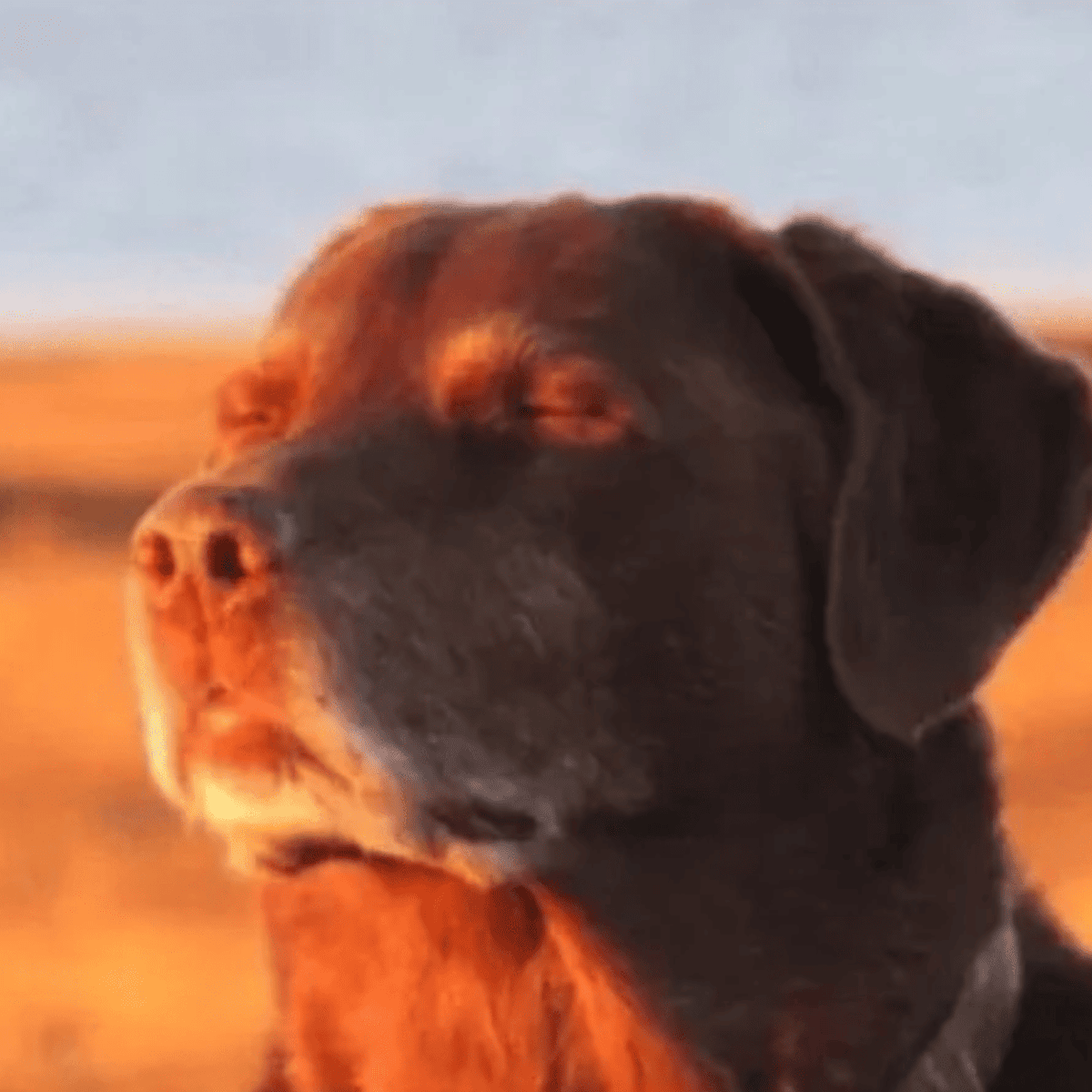 Soygonzagon tweet media