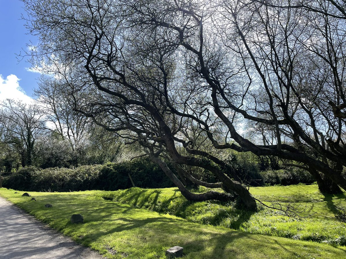 LynnsWaffles's tweet photo. Some pics from last week in #Cornwall we had lots of beautiful sunny weather☀️
Wandering the lanes & stop off at #Rock for afternoon tea 😋🍰
#SpringHoliday https://t.co/GTEXrMc2CY