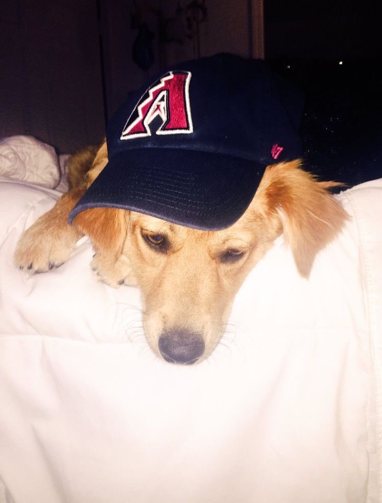 dogsinbaseball's tweet photo. https://t.co/tDA5XnF5Yi