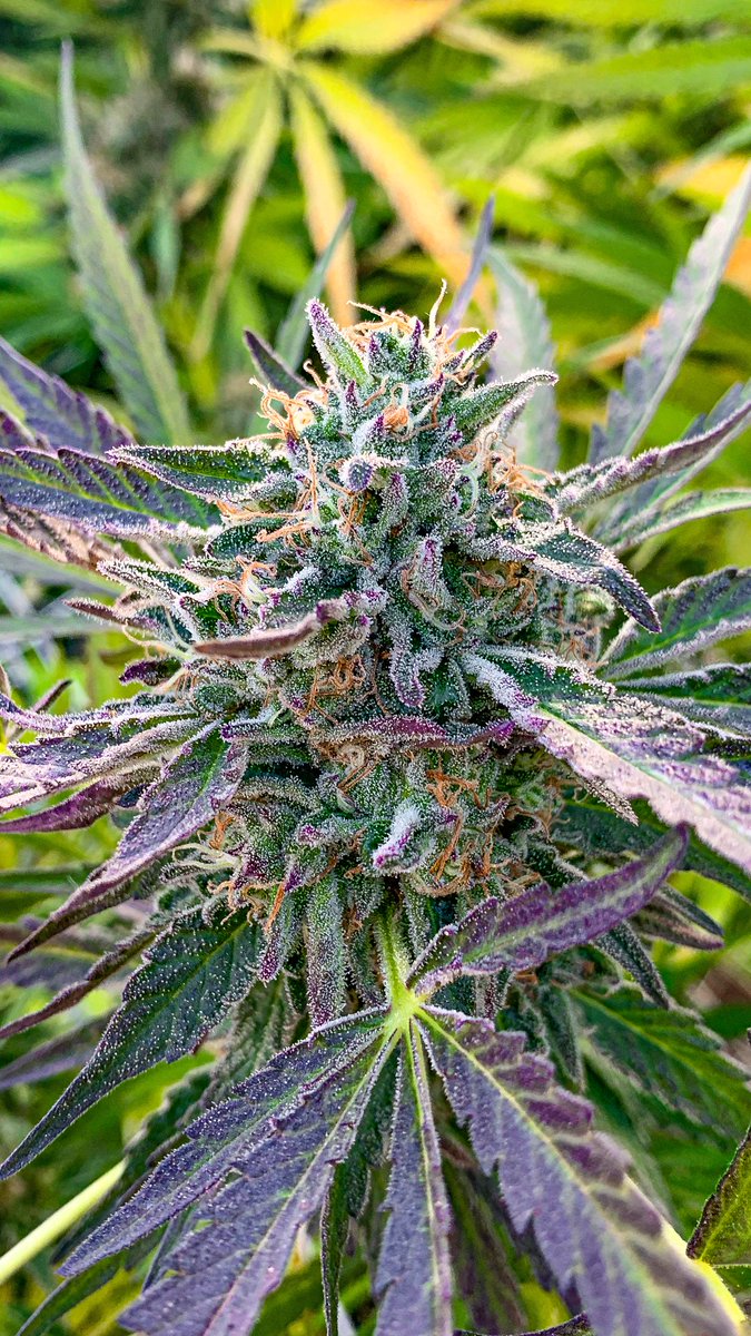 Deep Search Selections tweet media